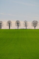 Typical Line of Trees at Sunset in Perugia Italy