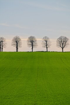 Typical Line of Trees at Sunset in Perugia Italy