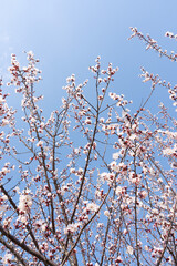 cherry blossom against blue sky in spring