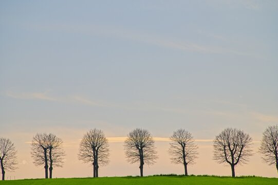 Typical Line of Trees at Sunset in Perugia Italy