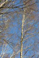 birch trunks against the blue sky in March