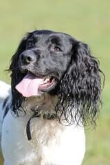 portrait of a black and white springer spaniel, tongue out, alert