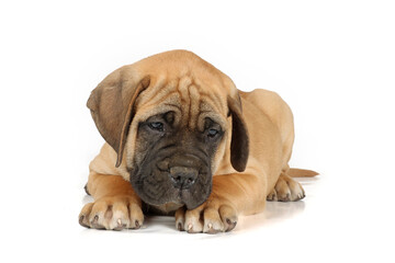 Sad-looking Bullmastiff puppy lying down on a white background