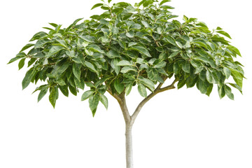 Lush green tree with vibrant leaves in a serene outdoor setting