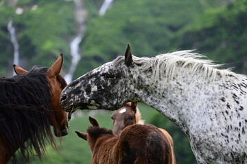 Pferdemimik. Gähnendes Pferd auf Weide mit Wasserfall im Hintergrund