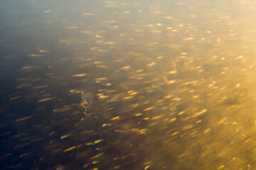 Blurred bokeh light sparkle on golden black background