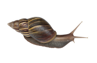 Smail isolated on transparent background.