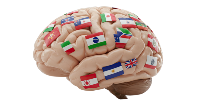 Human Brain with International Flag Representing  Multilingualism and Global Communication on white background PNG  