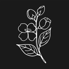Flower of jasmine. Hand drawn vector illustration in outline style.