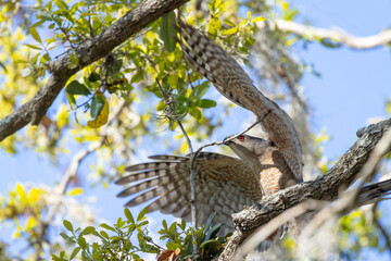 A Cooper's hawk (Accipiter cooperii) trying to pull a small branch off a tree during March in Sarasota, Florida. I presume it's for a nest but please check with an expert.