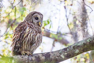 Barred owl (Strix varia) in southwest Florida