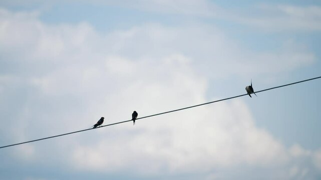 Three swallows perched on a wire with a cloudy sky in the background