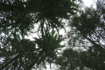 crowns of pines and fir trees in the forest, taken from below