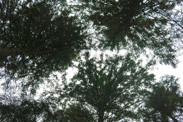 Fototapeta premium crowns of pines and fir trees in the forest, taken from below