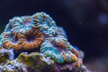 Vibrant Coral in Aquarium