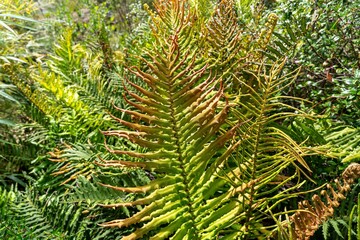 Vibrant ferns in a lush garden.