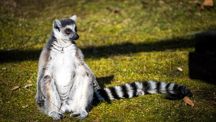 The lemur that absorbs all light © Vivien