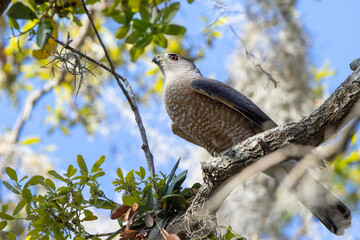 A Cooper's hawk (Accipiter cooperii) in Sarasota, Florida