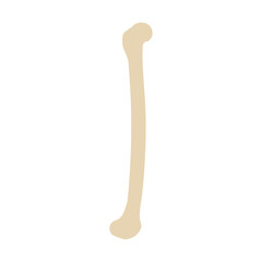 femur lateral colored icon