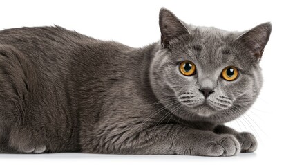 British cat isolated on white background