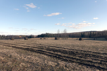Rural landscape with a field with many abandoned rolled haystacks on it and the forest on skyline under blue sky with clouds in the evening