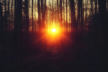 early morning in the forest, the sun has just risen, a ray of sunlight shines directly from the front