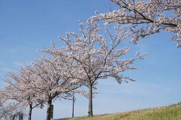 桜並木