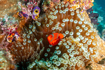 Indonesia, Raja Ampat, Spine-cheek Clownfish (Amphiprion biaculeatus)