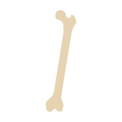 femur posterior colored icon