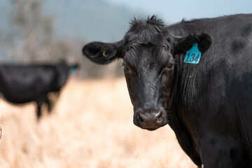 black wagyu beef cow on a farm. beautiful cattle in Australia  eating grass, grazing on pasture. Herd of cows free range beef being regenerative raised on an agricultural farm. Sustainable farming