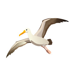 Vector art of a brown and white albatross soaring gracefully, illustration vector design
