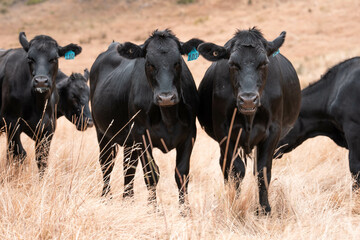 black wagyu beef cow on a farm. beautiful cattle in Australia  eating grass, grazing on pasture....