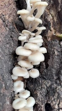 hongos blancos &aacute;rboles