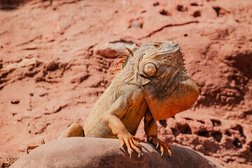 Green Iguana sitting on red rock. Wild animal. Wildlife. Lizard posing on dry rock