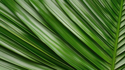 Lush Palm Leaf Detail: An overhead close-up of a vibrant palm leaf showcasing intricate textures and vivid green hues, offering a sense of natural beauty and tropical tranquility.