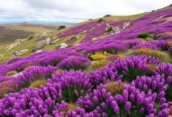 Fototapeta premium Purple heather blooms carpet a windswept hillside, interspersed with wildflowers and rugged rocks, vegetation, purple