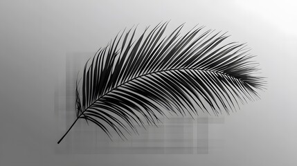 31. Coconut palm leaf shadow effect on a transparent background, perfect for tropical-themed graphics