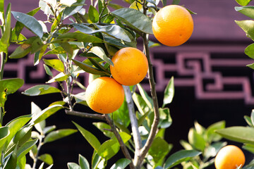 Orange garden with ripe oranges on tree branches. Beautiful orange trees in an orchard. Fruit trees...
