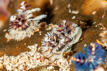Indonesia, Raja Ampat, Christmas Tree Worm (Spirobranchus giganteus)