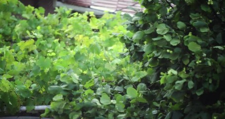 Lush green tree branches sway gently under the influence of wind and calming rain