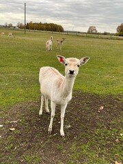 Young European fallow deer looking at camera. A young doe stands on green grass, looking directly at the camera. Its fur is light brown with white spots.   