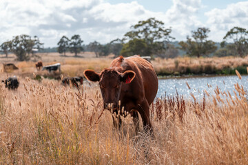 black wagyu beef cow on a farm. beautiful cattle in Australia  eating grass, grazing on pasture. Herd of cows free range beef being regenerative raised on an agricultural farm. Sustainable farming