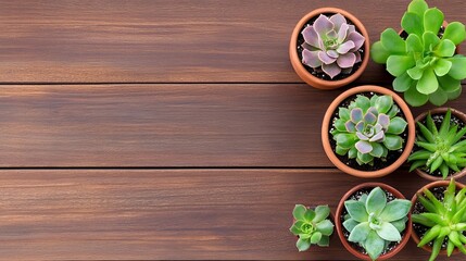 Variety of succulent plants in terracotta pots on wooden surface