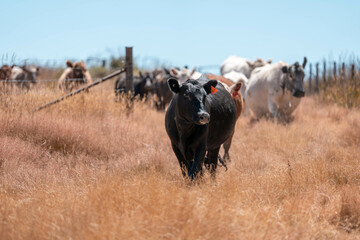 black wagyu beef cow on a farm. beautiful cattle in Australia  eating grass, grazing on pasture. Herd of cows free range beef being regenerative raised on an agricultural farm. Sustainable farming