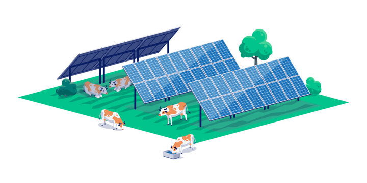 Modern farm using agrivoltaic solar panel system with tracker and livestock animals cow hiding in shadow protecting from sun heat. Dual solar power farming cattle.Isolated vector illustration. 