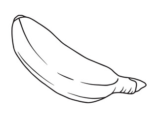 Banana Fruit Line Art Illustration