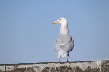 The glaucous gull (Larus hyperboreus hyperboreus) is a large gull, the second-largest gull in the world. This photo was taken in Japan.