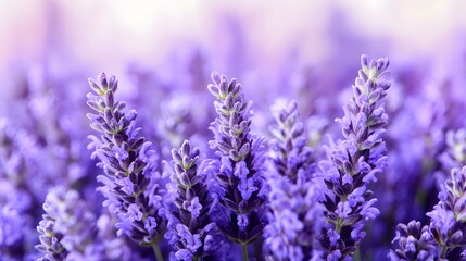 Obraz premium Closeup Vibrant Purple Lavender Flowers Field Blooming