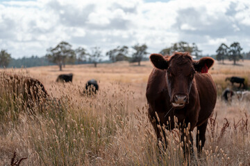 black wagyu beef cow on a farm. beautiful cattle in Australia  eating grass, grazing on pasture. Herd of cows free range beef being regenerative raised on an agricultural farm. Sustainable farming