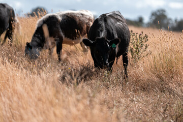 black wagyu beef cow on a farm. beautiful cattle in Australia  eating grass, grazing on pasture. Herd of cows free range beef being regenerative raised on an agricultural farm. Sustainable farming